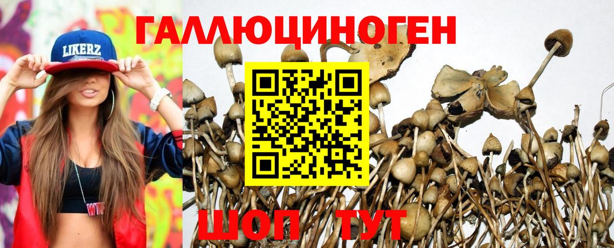 Псилоцибиновые грибы Psilocybine cubensis  Вход с VPN  Кольчугино  Галлюциногенные грибы мицелий 